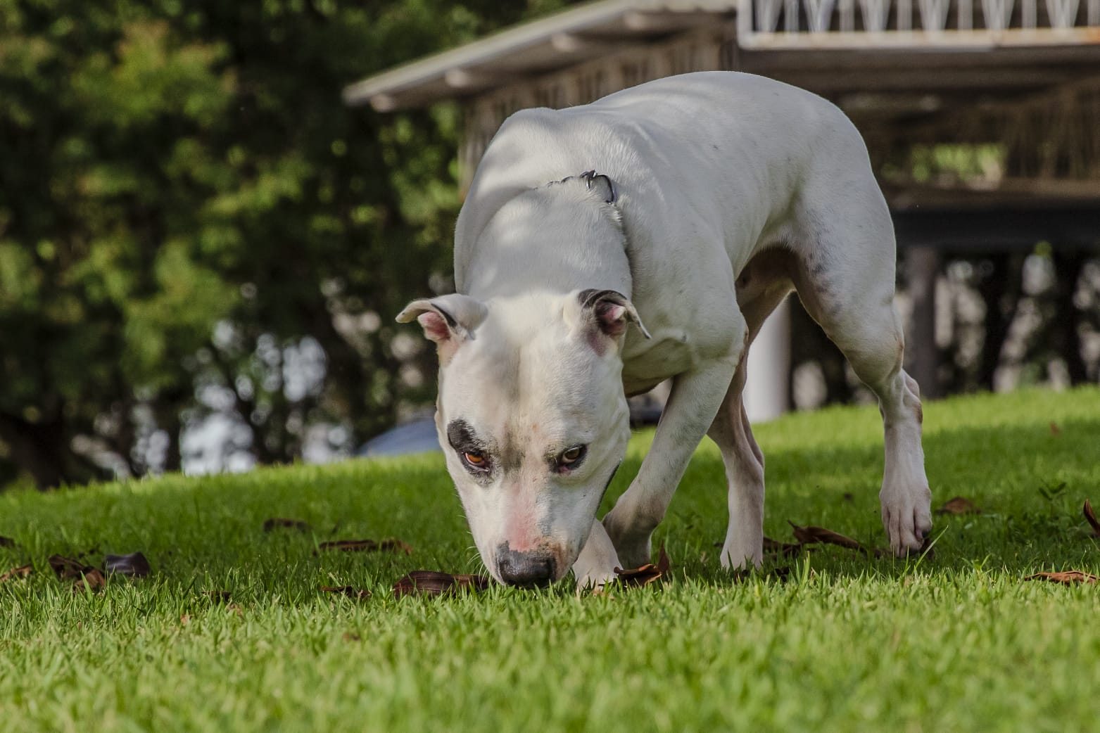 Cães para Adoção