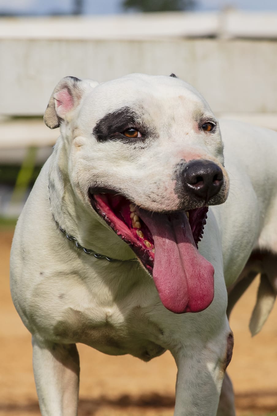 Cães para Adoção