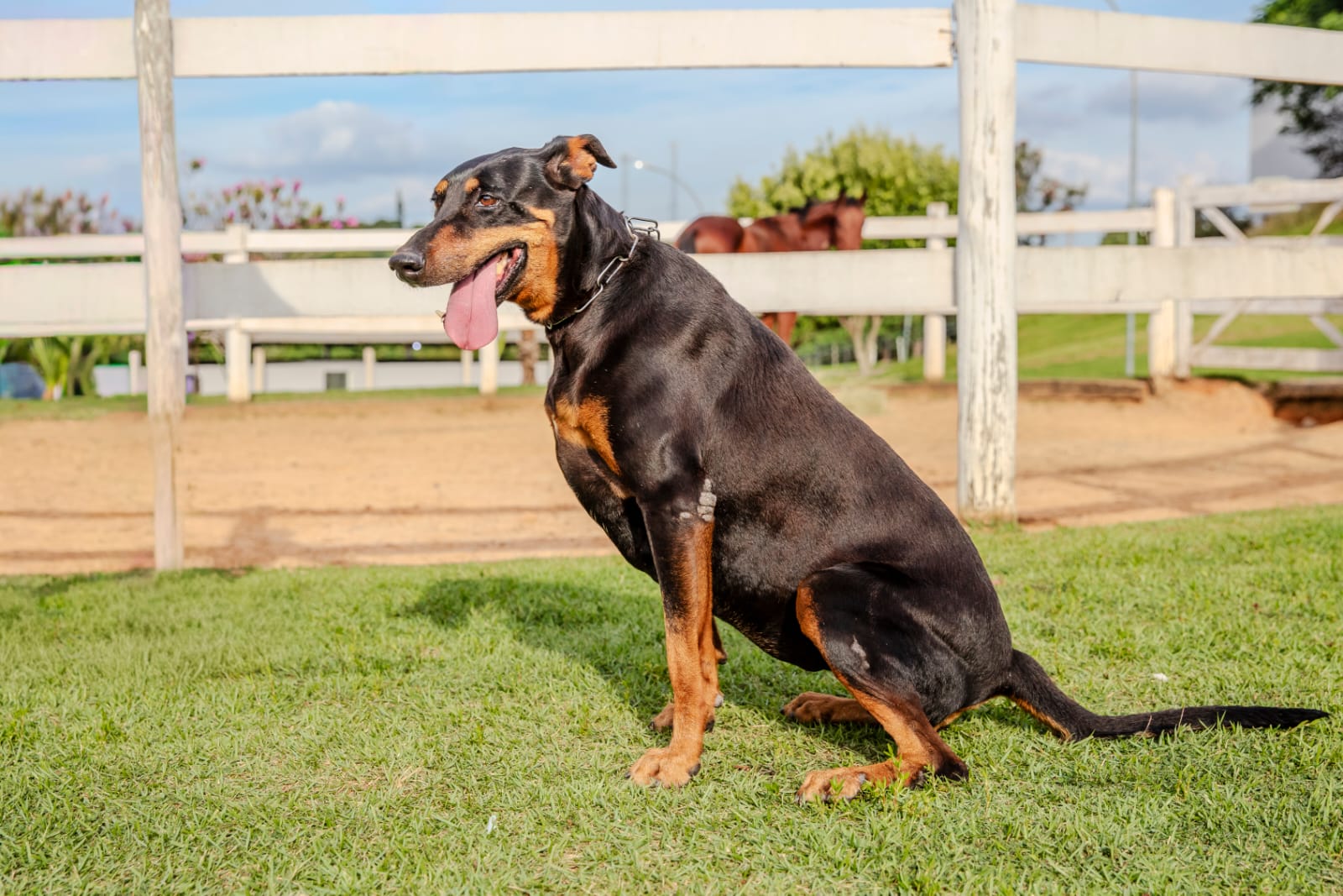 Cães para Adoção
