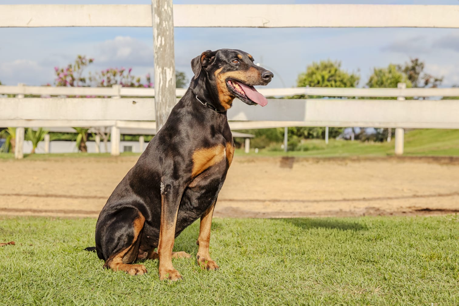 Cães para Adoção