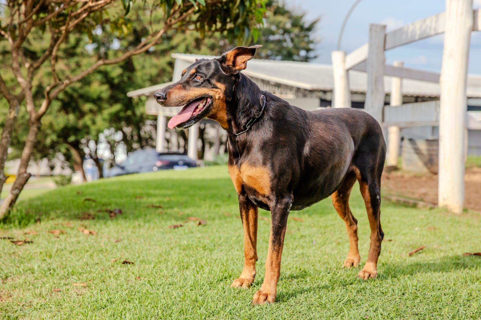 Cães para Adoção