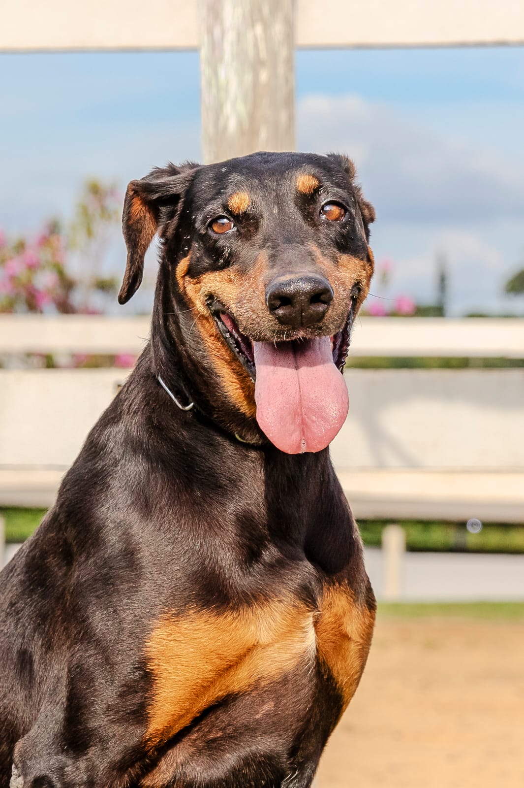 Cães para Adoção