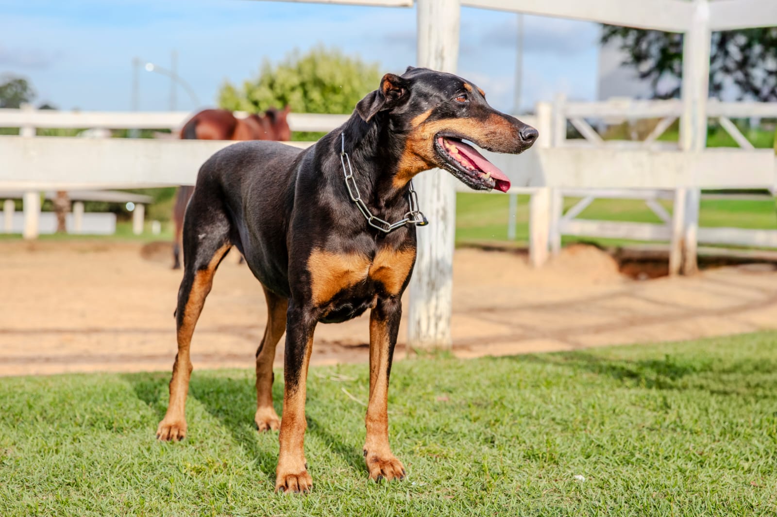 Cães para Adoção