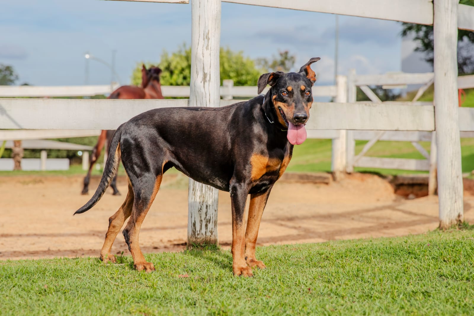 Cães para Adoção