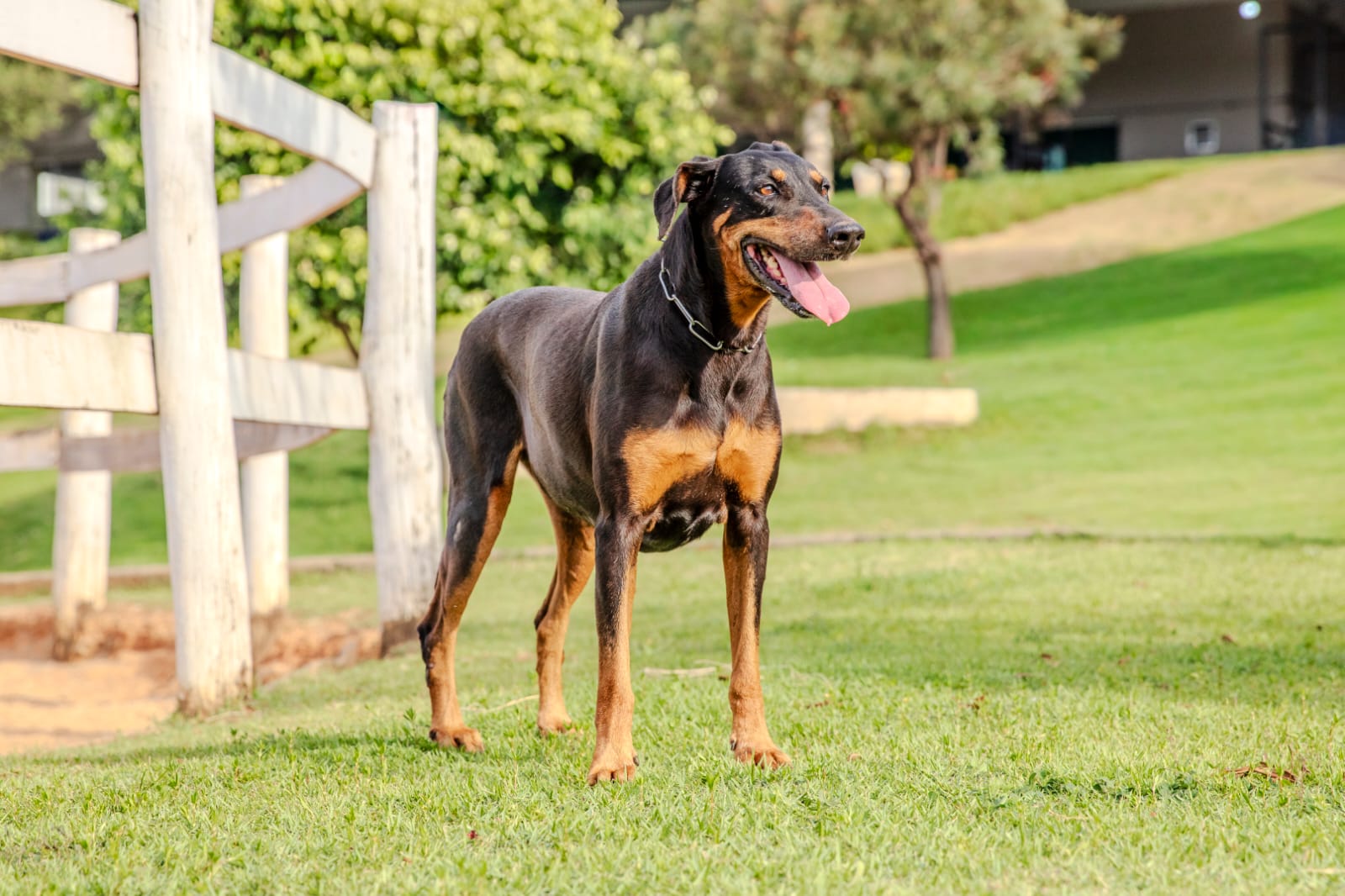 Cães para Adoção