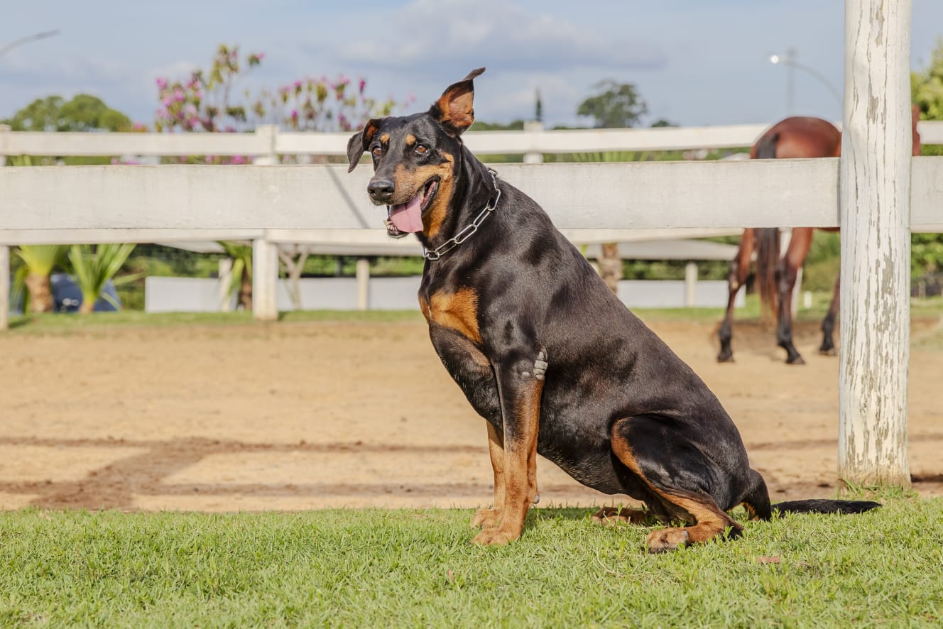 Cães para Adoção