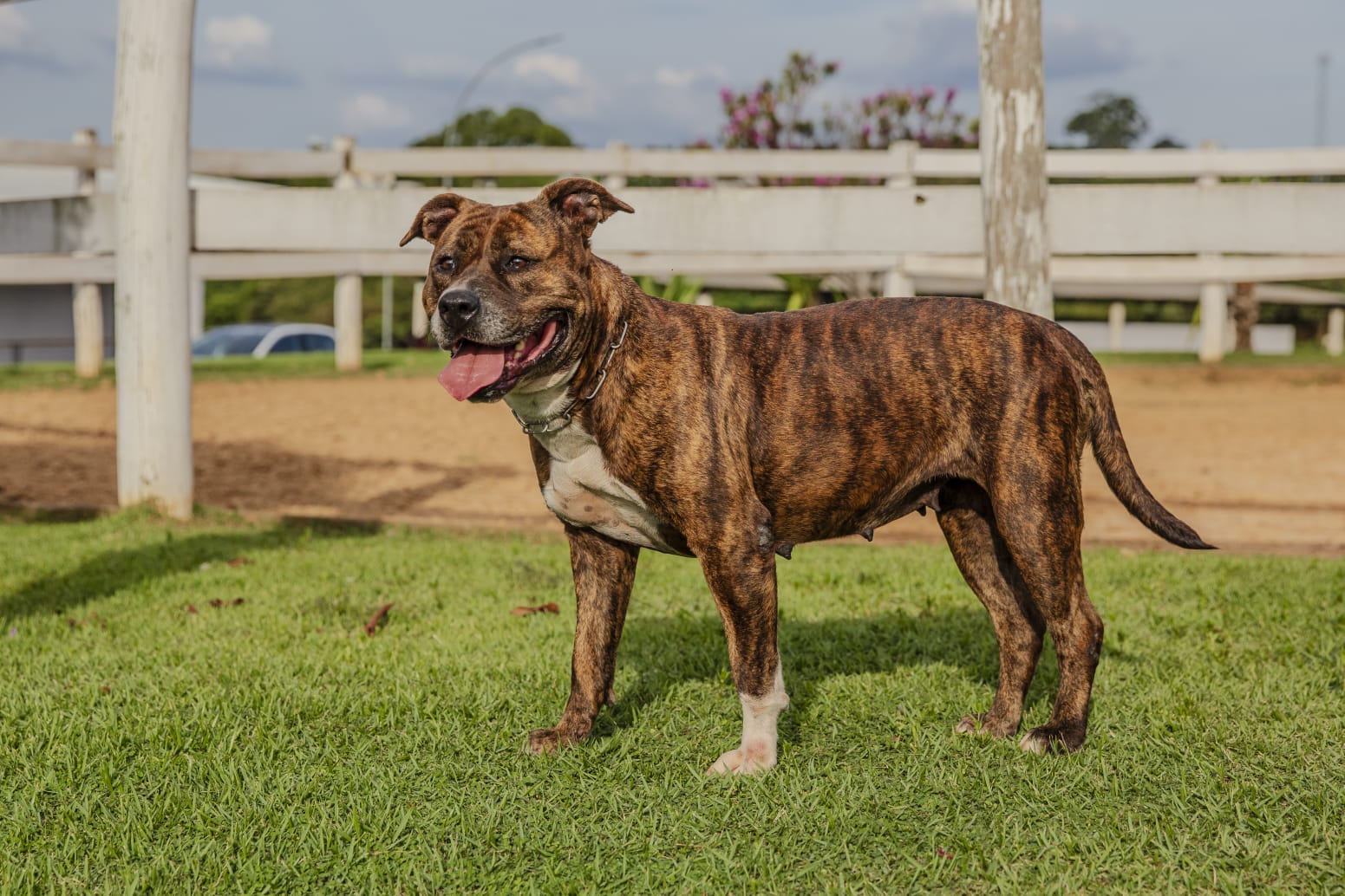 Cães para Adoção