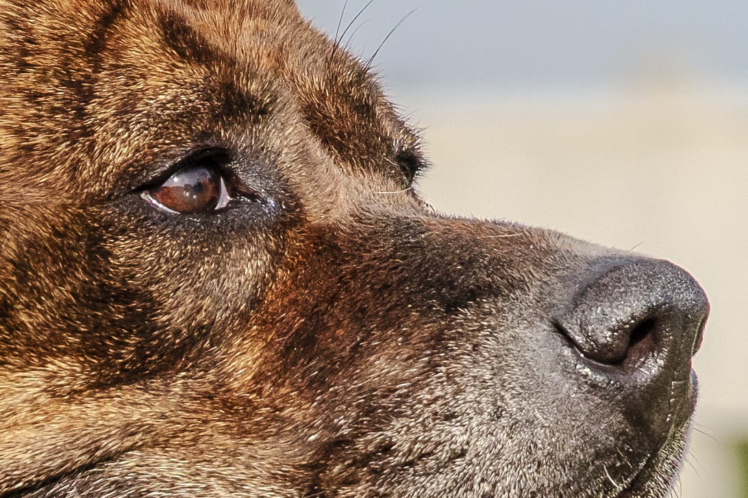 Cães para Adoção