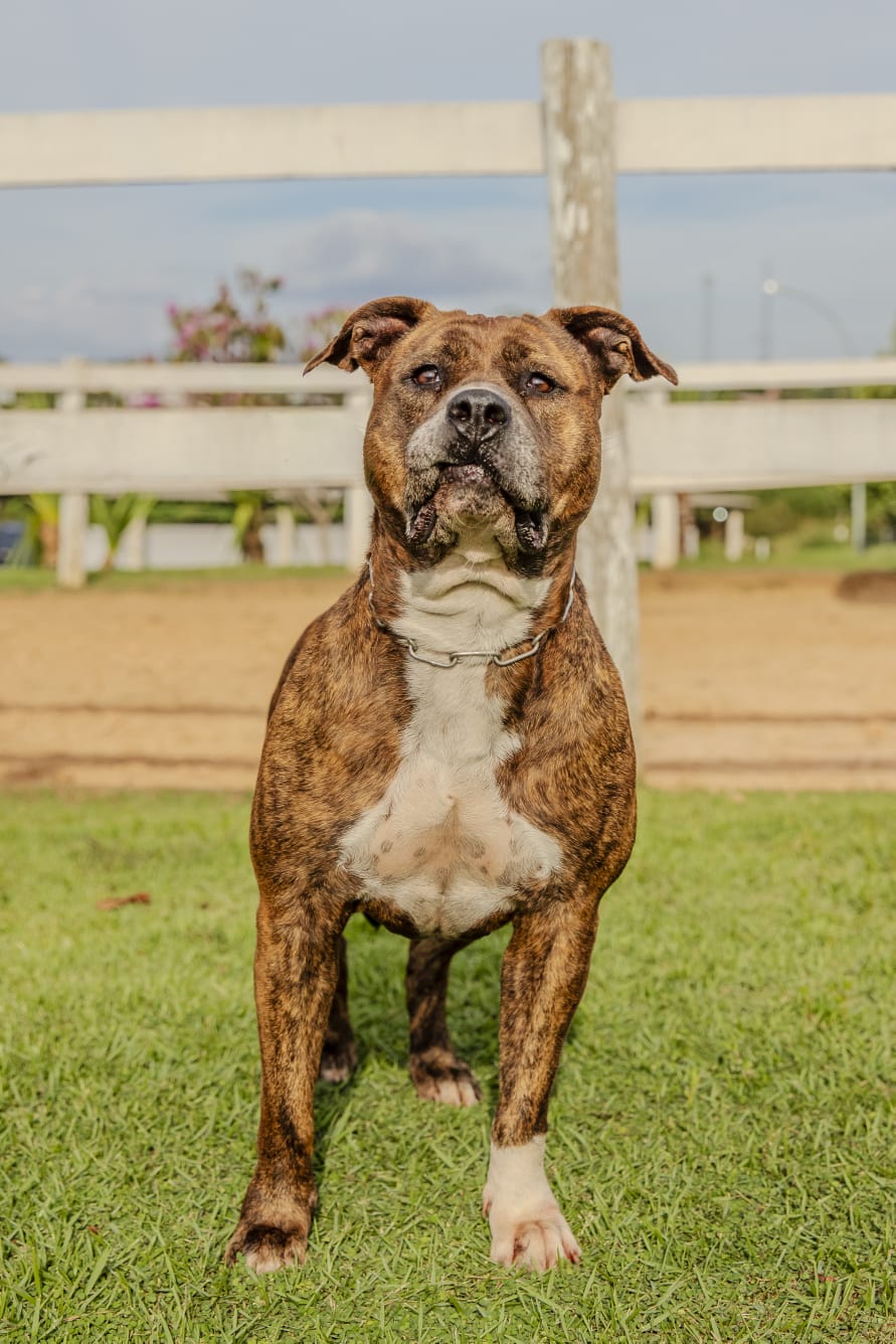 Cães para Adoção
