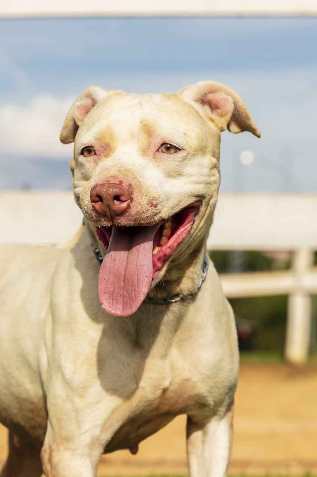 Cães para Adoção