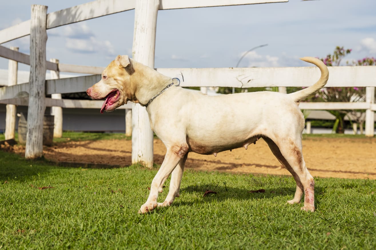 Cães para Adoção