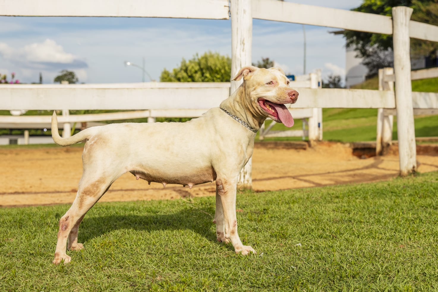 Cães para Adoção