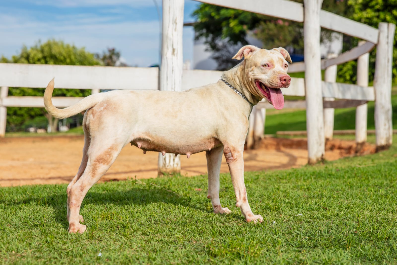 Cães para Adoção