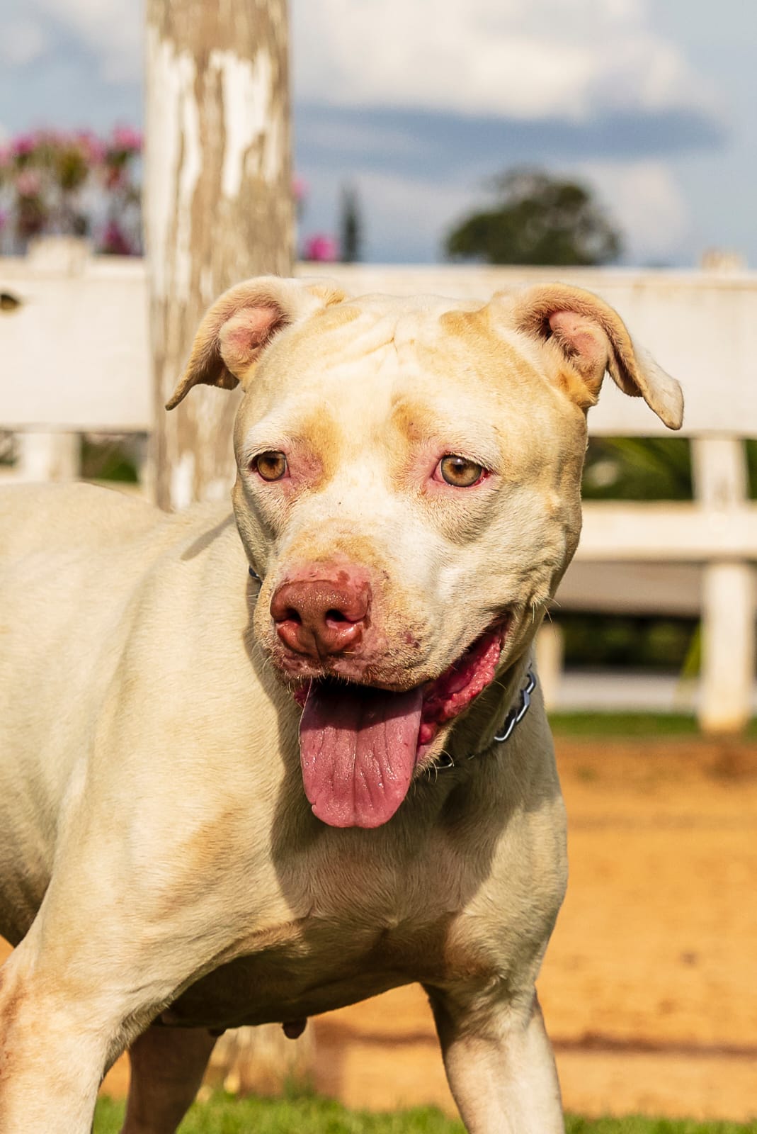 Cães para Adoção