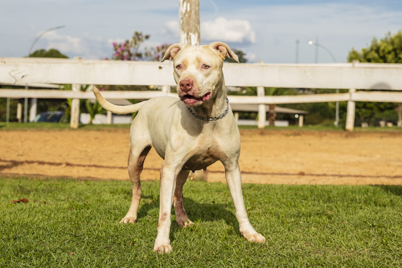 Cães para Adoção
