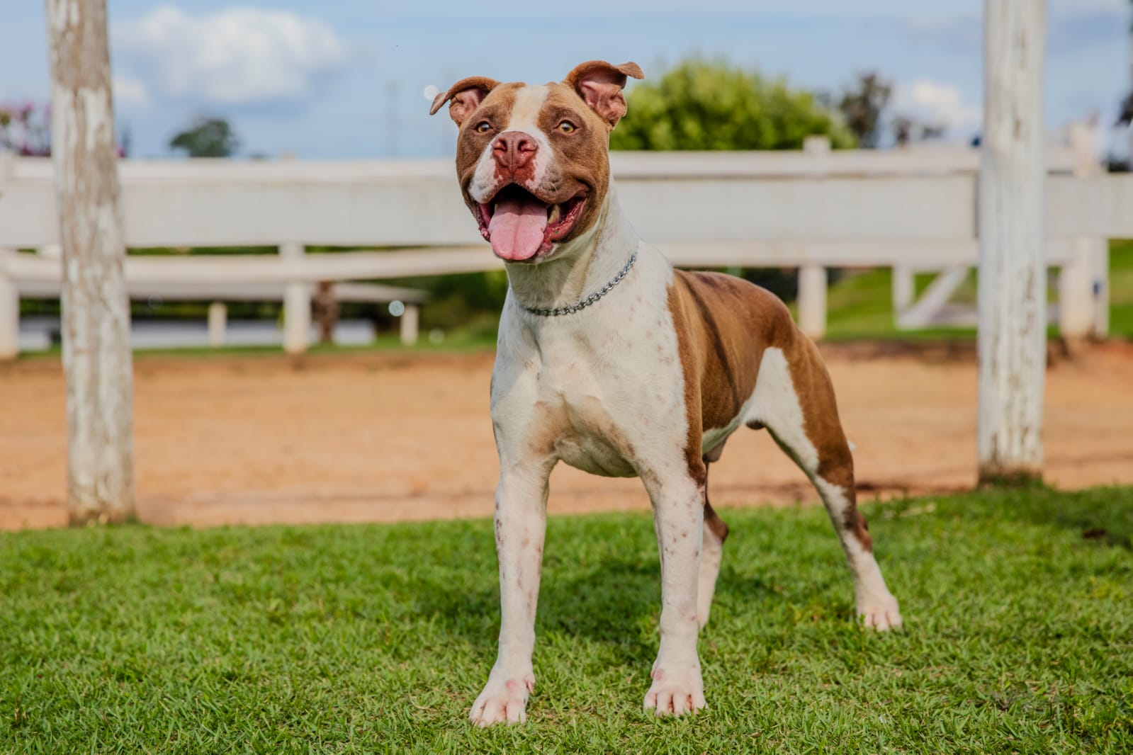 Cães para Adoção