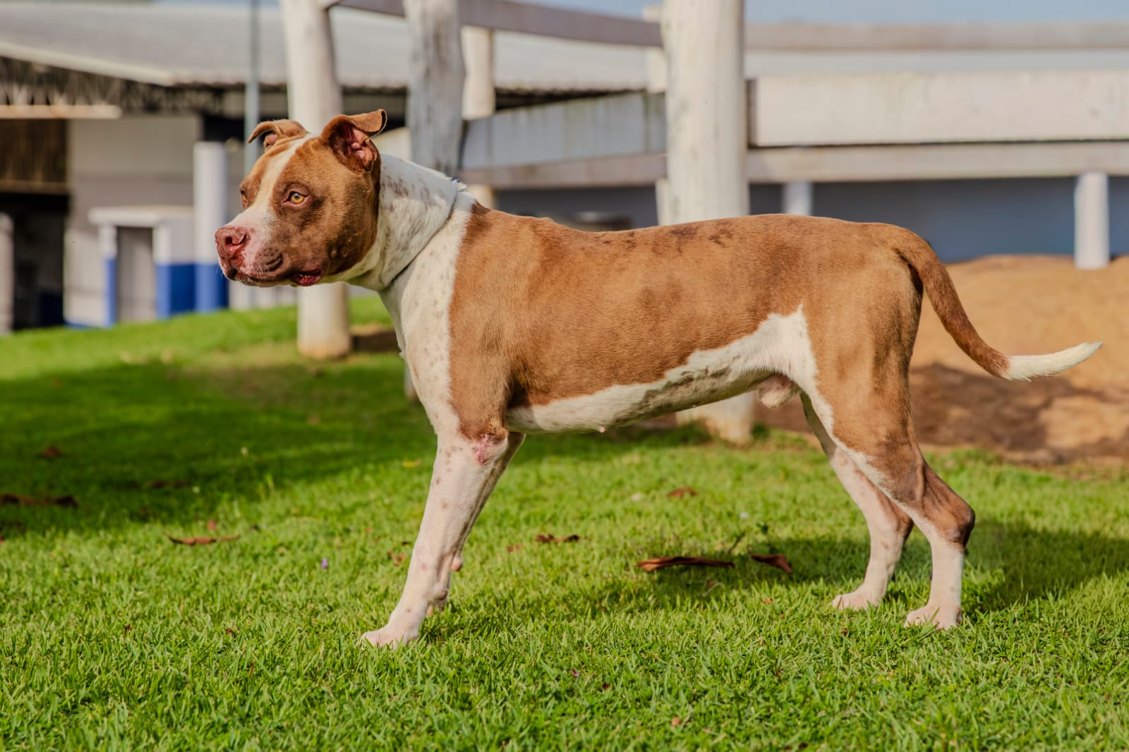 Cães para Adoção