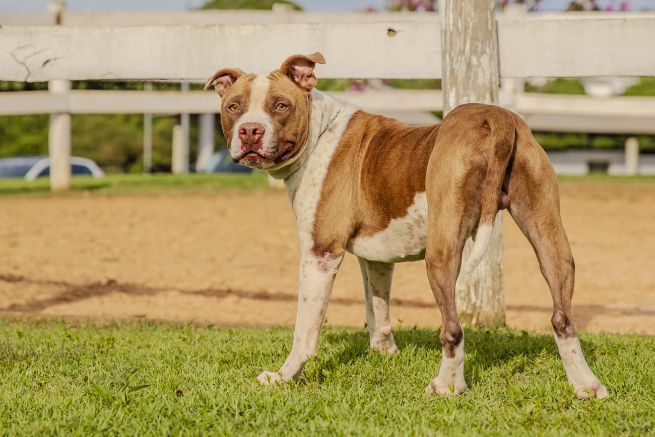 Cães para Adoção