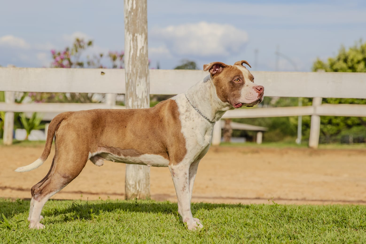 Cães para Adoção