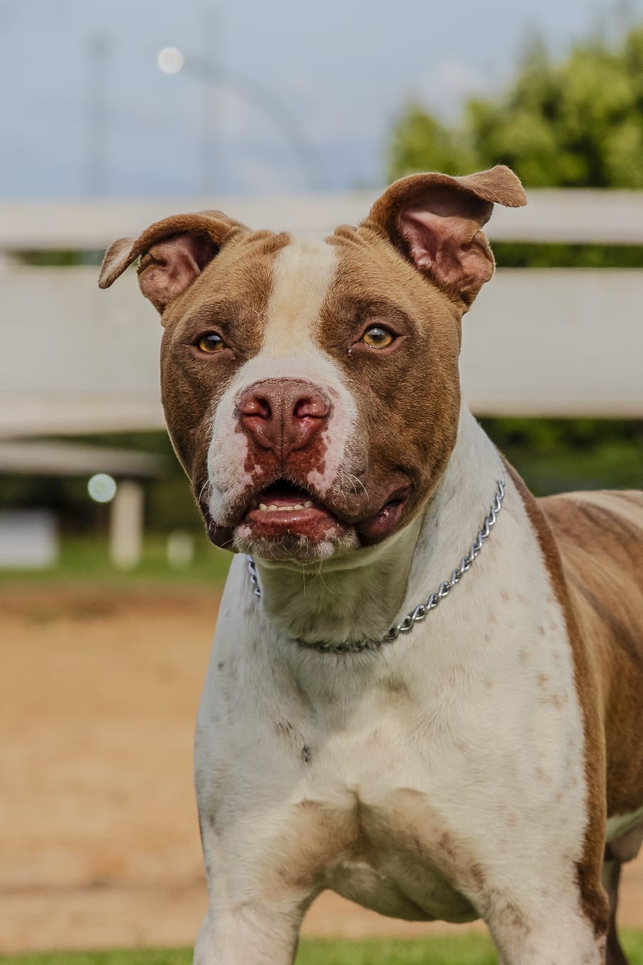 Cães para Adoção
