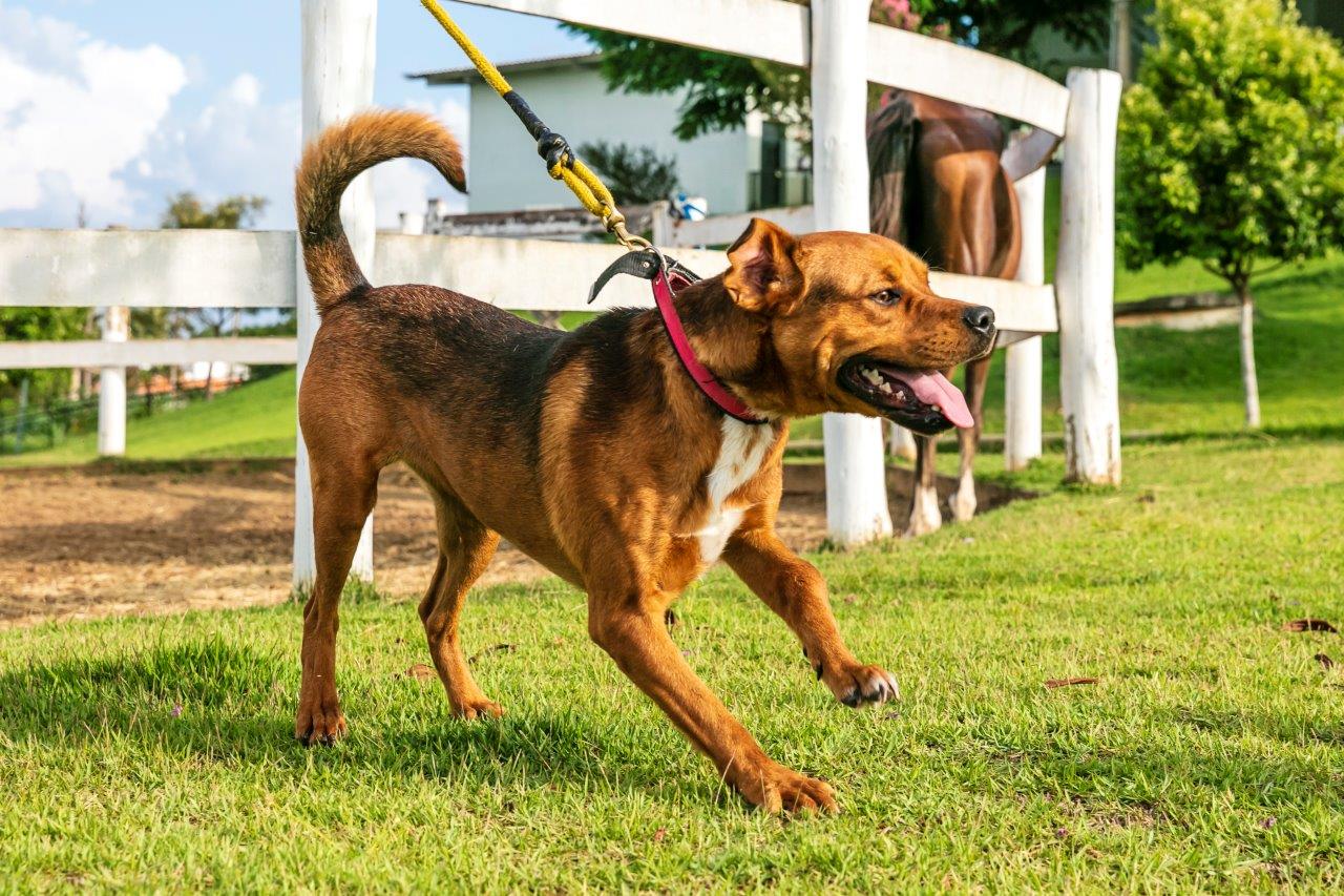 Cães para Adoção