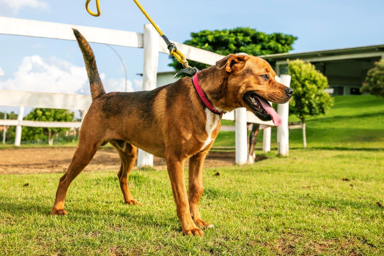 Cães para Adoção