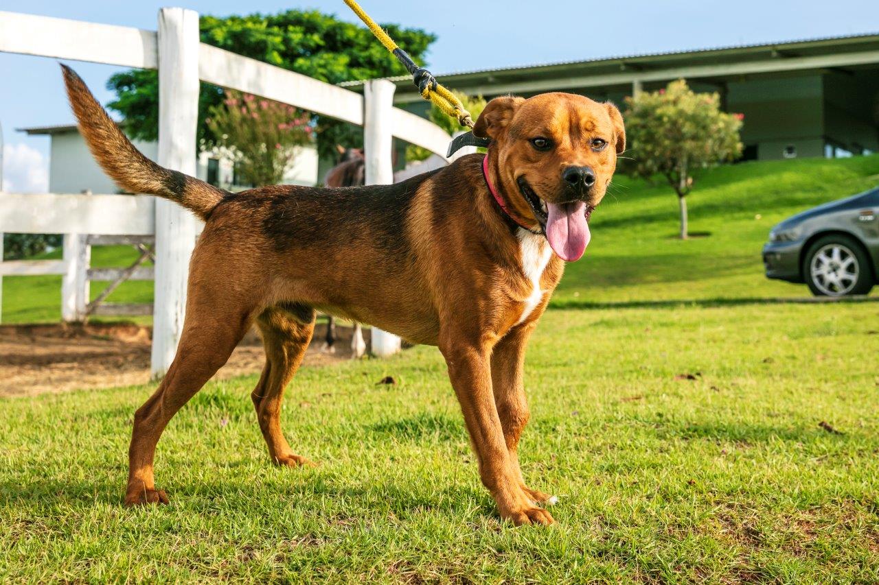Cães para Adoção