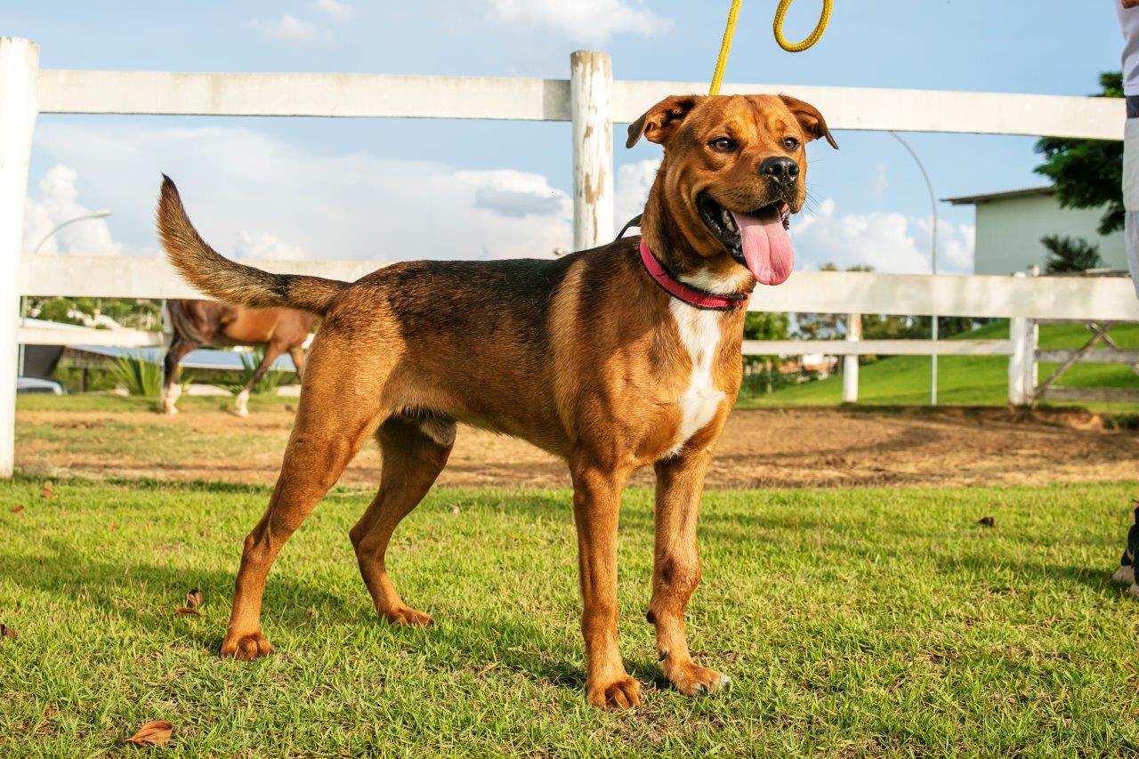 Cães para Adoção