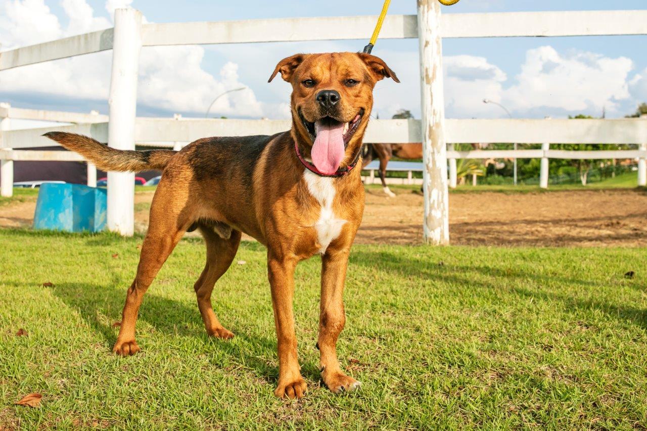 Cães para Adoção