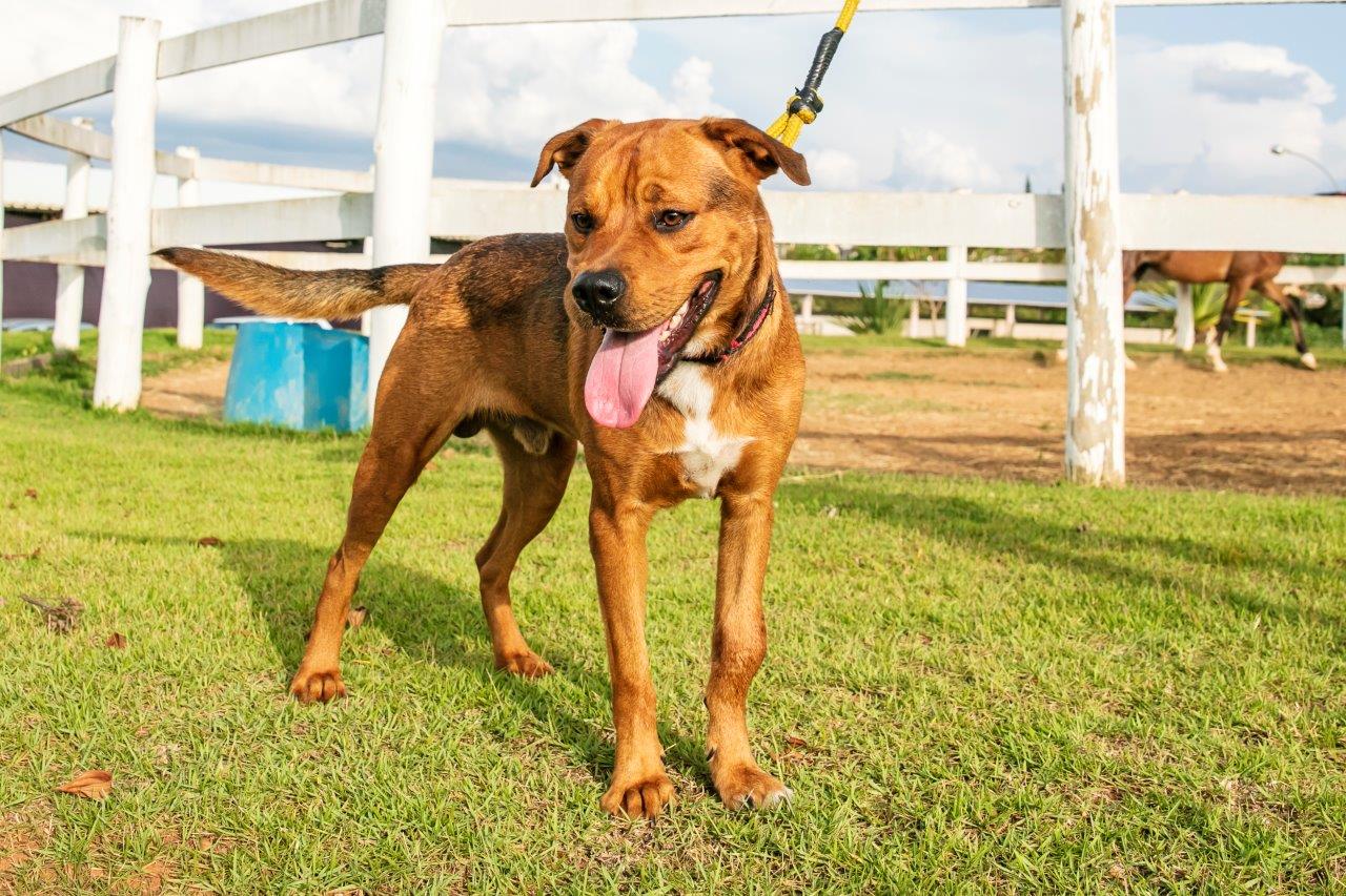 Cães para Adoção