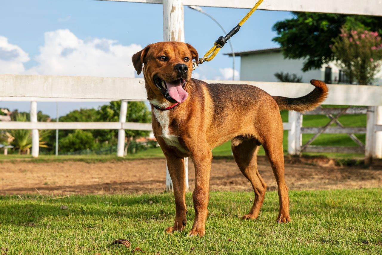 Cães para Adoção