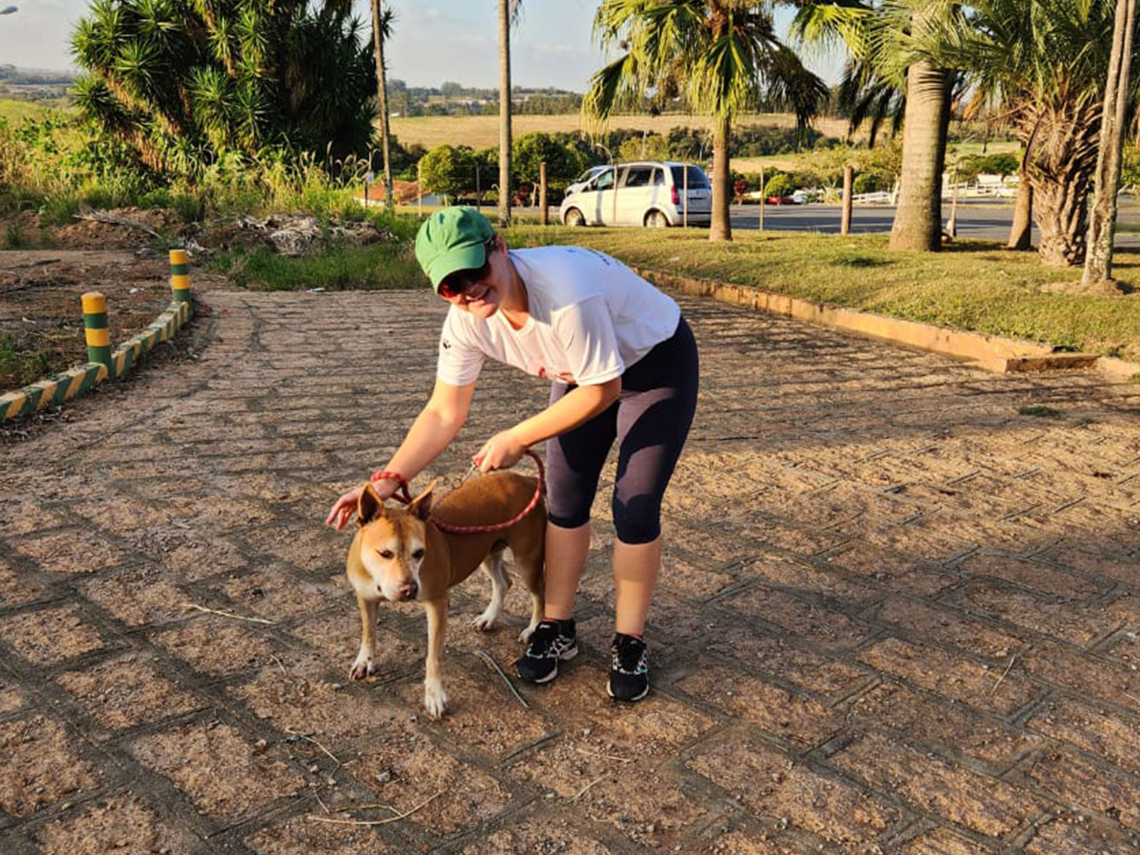 Cães para Adoção Cães para Adoção