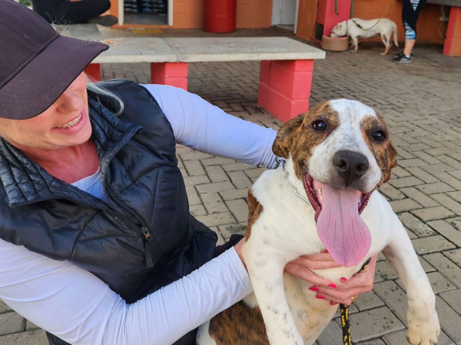 Cães para Adoção Cães para Adoção