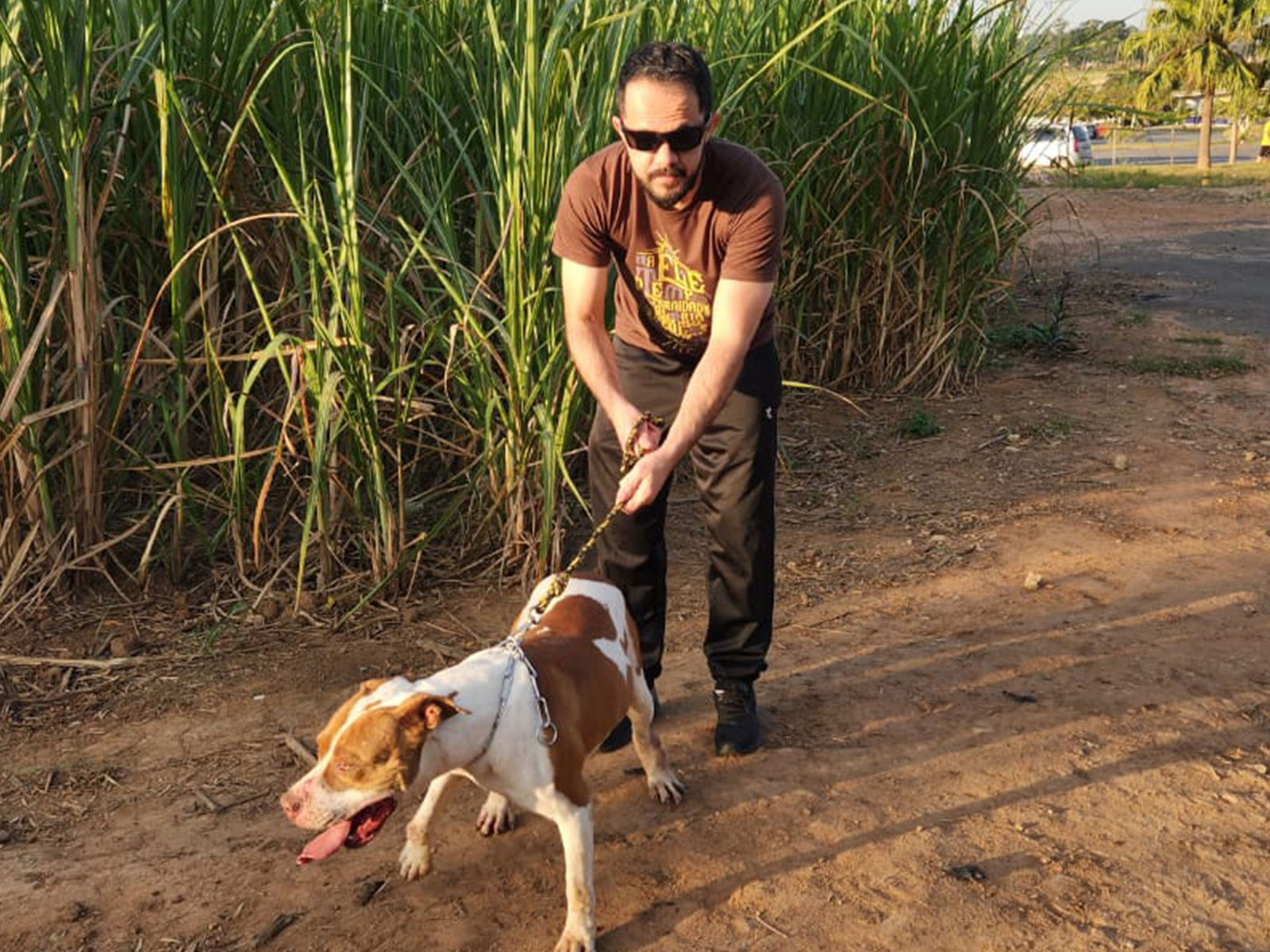 Cães para Adoção Cães para Adoção