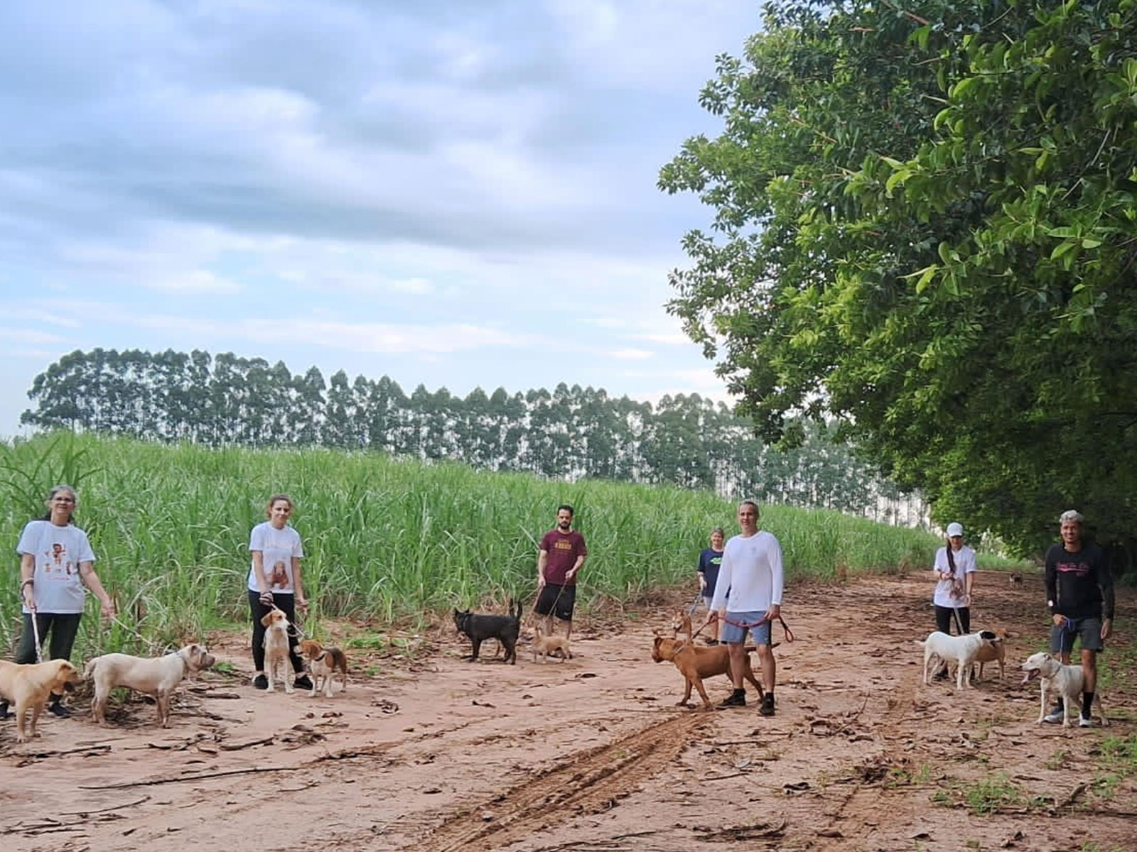 Cães para Adoção Cães para Adoção