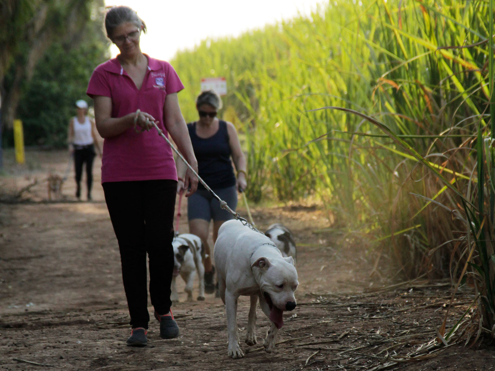 Cães para Adoção Cães para Adoção