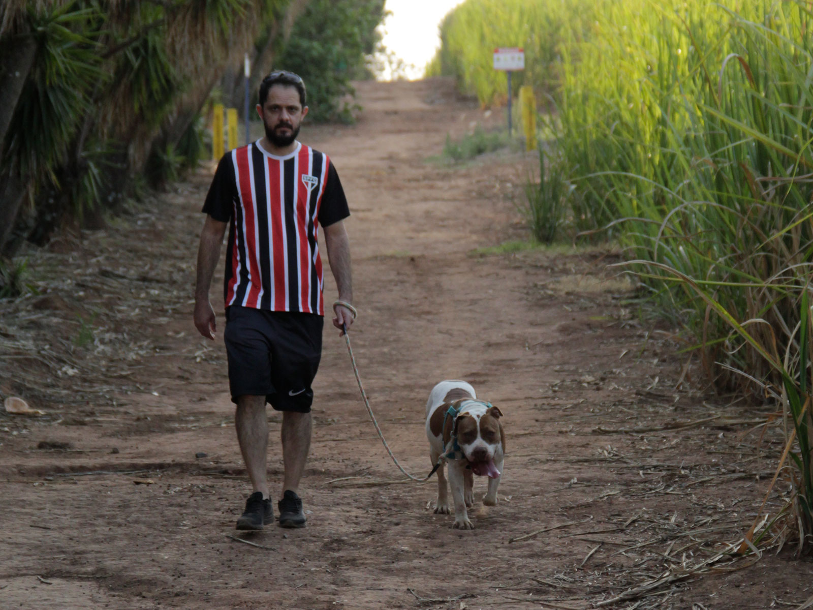 Cães para Adoção Cães para Adoção