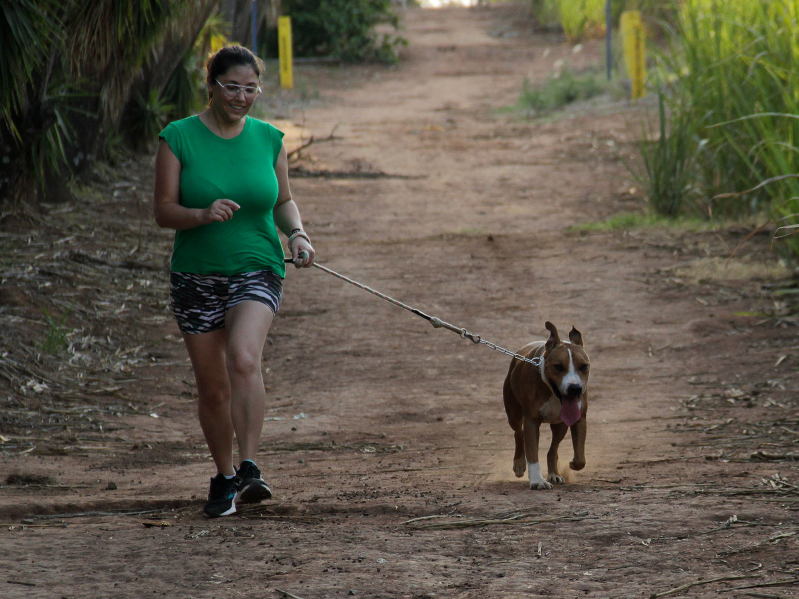Cães para Adoção Cães para Adoção